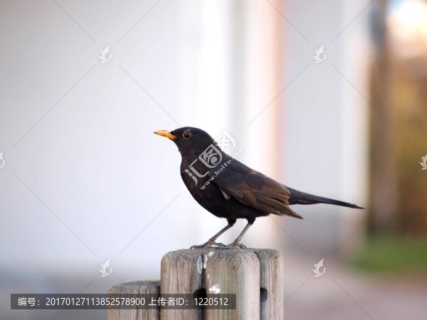 黑色的鳥