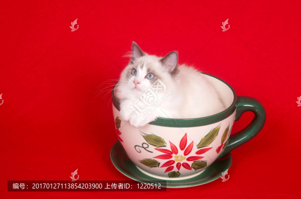 在一個(gè)大的咖啡杯的布娃娃