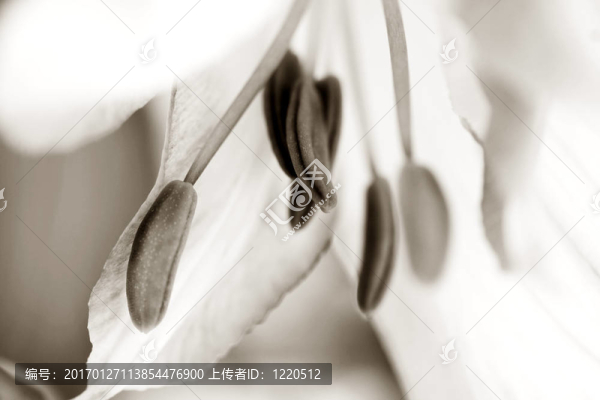 莉莉