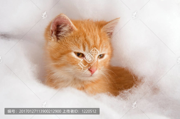 黃色的小貓?jiān)谂钏傻募傺? title=