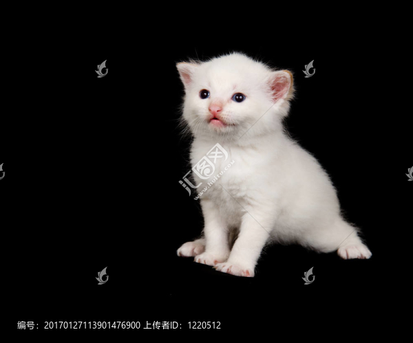 黑色背景上的白色小貓
