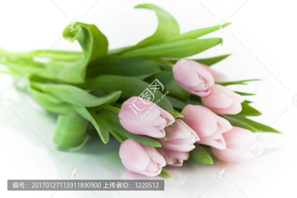 粉紅色的郁金香