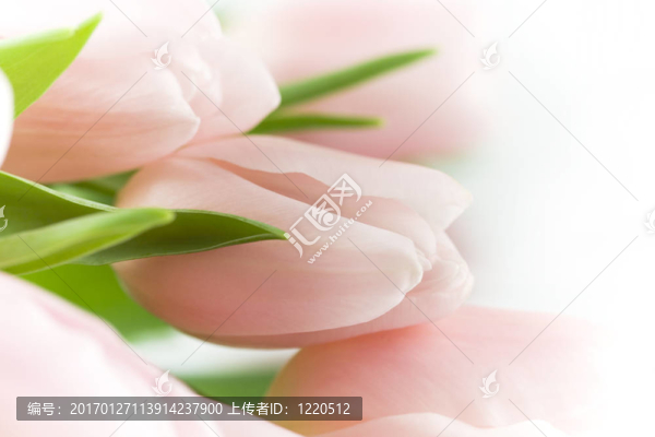 漂亮的粉色郁金香