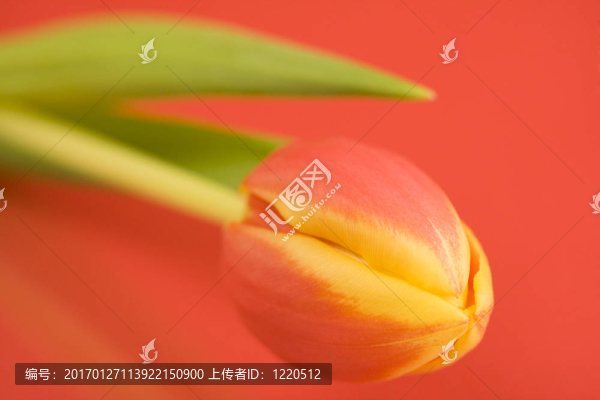 美麗的郁金香