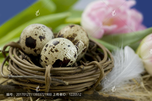 復(fù)活節(jié)郁金香和雞蛋