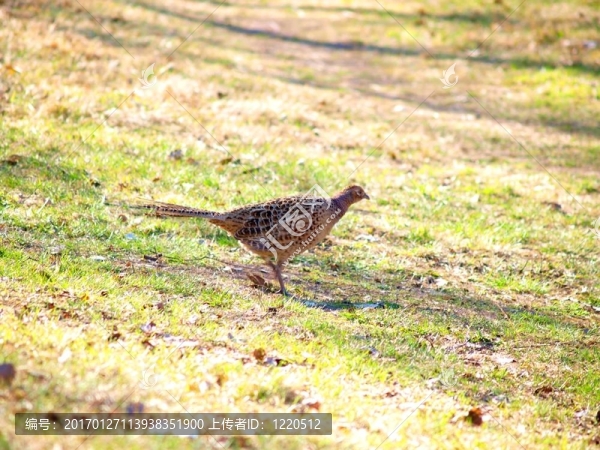 野雞和Partridges