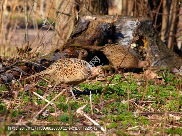 野雞和Partridges
