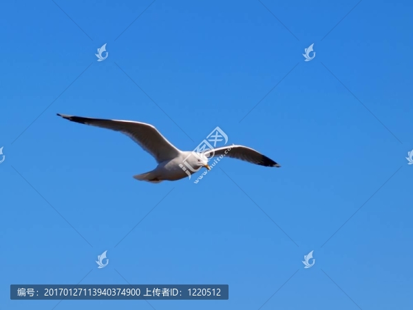 海鷗在天空中