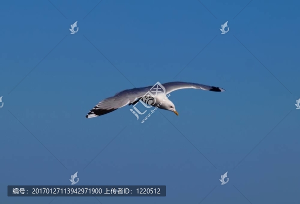 海鷗在天空中