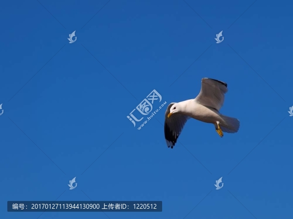 海鷗在天空中