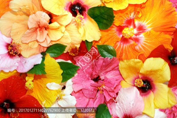 芙蓉花