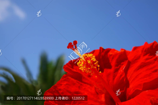 紅芙蓉的特寫圖像-匯圖網(wǎng) www.fosd68.com 紅芙蓉的特寫圖像