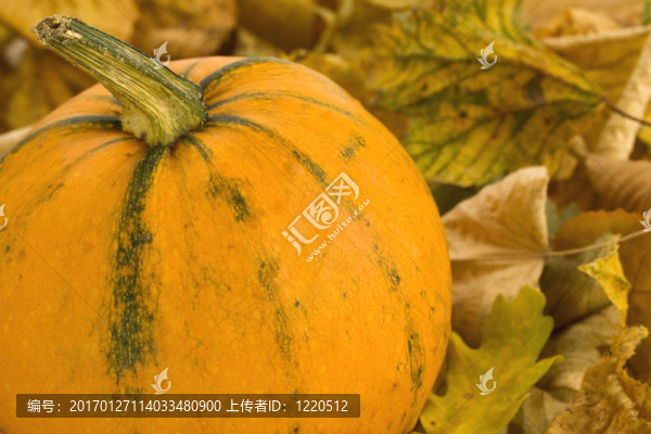 南瓜-匯圖網(wǎng) www.fosd68.com 南瓜