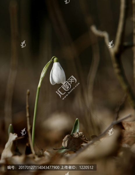 雪花蓮