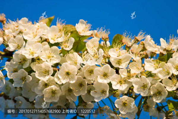 野生花卉