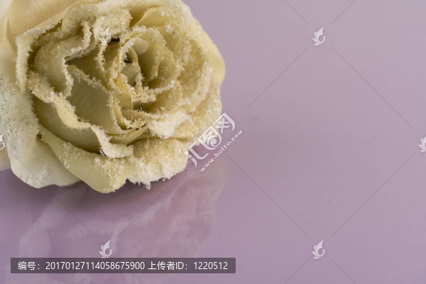 磨砂的玫瑰