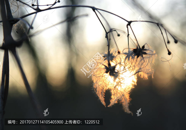 燈