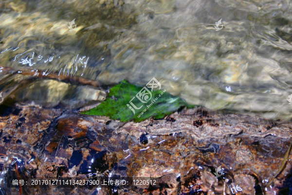 水葉