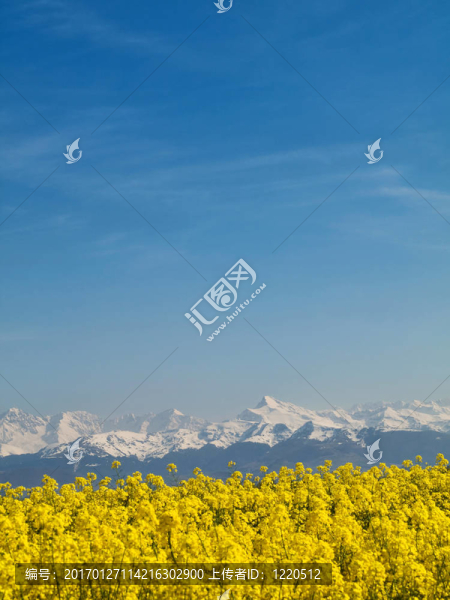 油菜田山-匯圖網(wǎng) www.fosd68.com 油菜田山