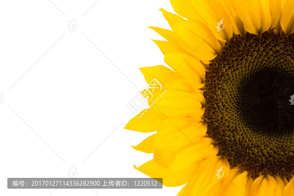 向日葵