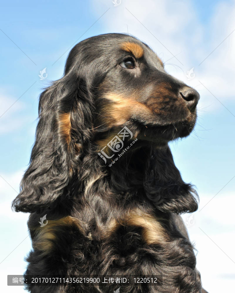 小狗cocker,spanier