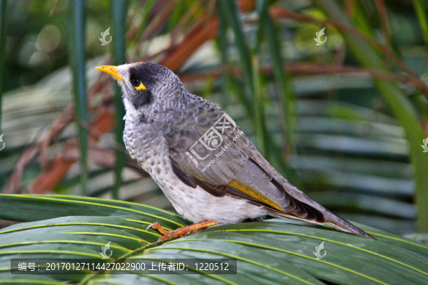 嘈雜的礦工鳥-澳大利亞本土-,Manorina,melanocephala