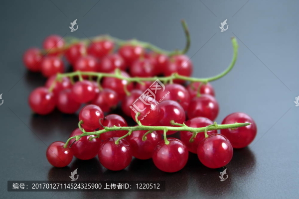 紅醋栗