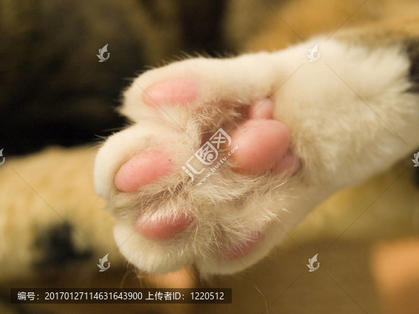 貓的爪子