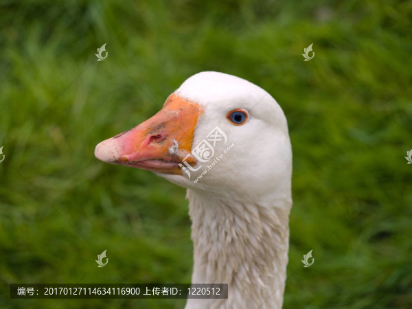 鵝頭-匯圖網(wǎng) www.fosd68.com 鵝頭