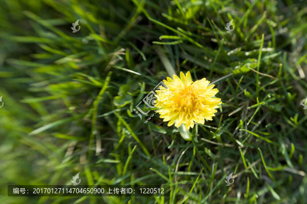 蒲公英-匯圖網(wǎng) www.fosd68.com 蒲公英