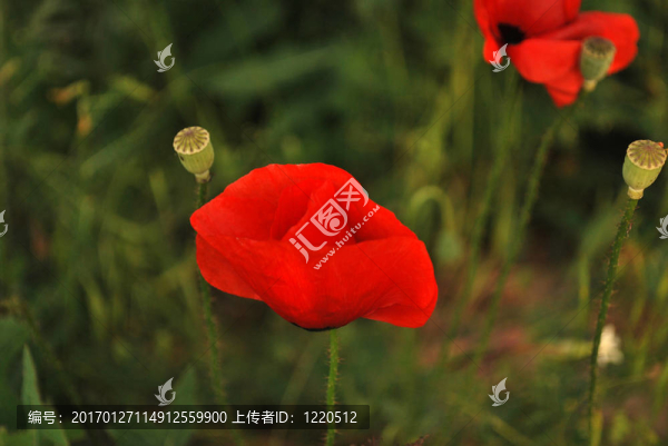 塵埃落定