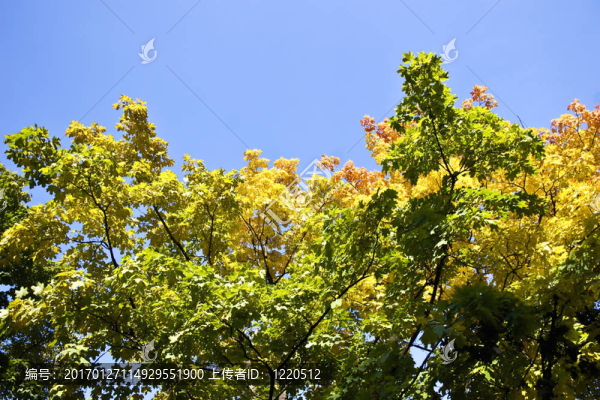 樹(shù)枝-匯圖網(wǎng) www.fosd68.com 樹(shù)枝