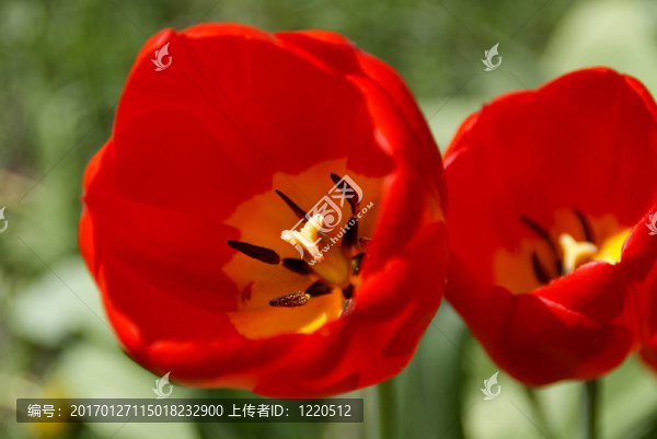 紅郁金香