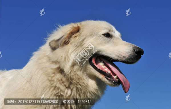 大白熊犬