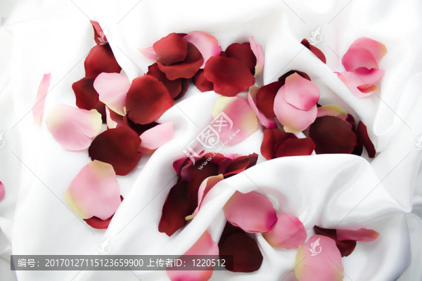 玫瑰的花瓣