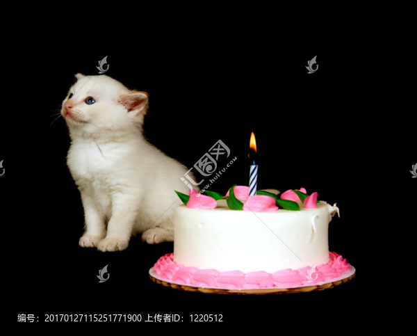白色小貓和生日蛋糕