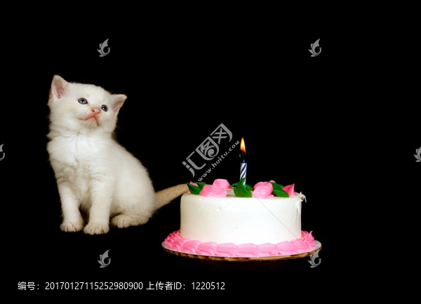 白色小貓和生日蛋糕