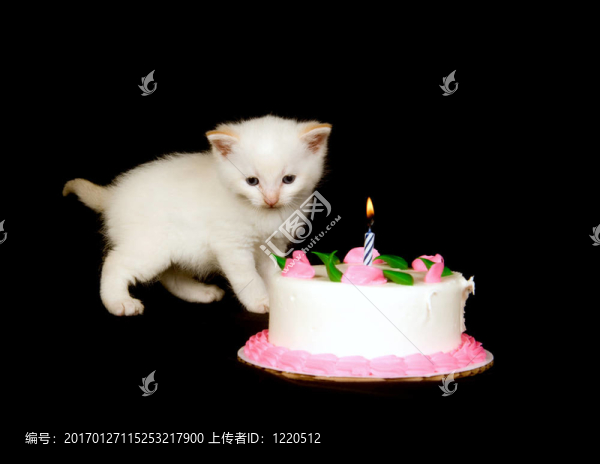 白色小貓和生日蛋糕