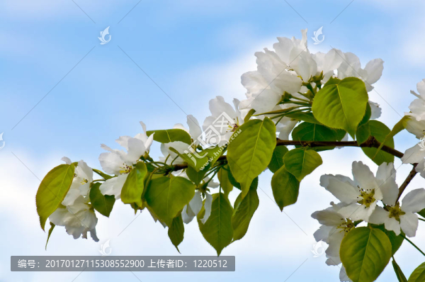 藍(lán)天上的花朵