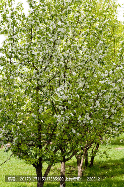 開(kāi)花的蘋果樹