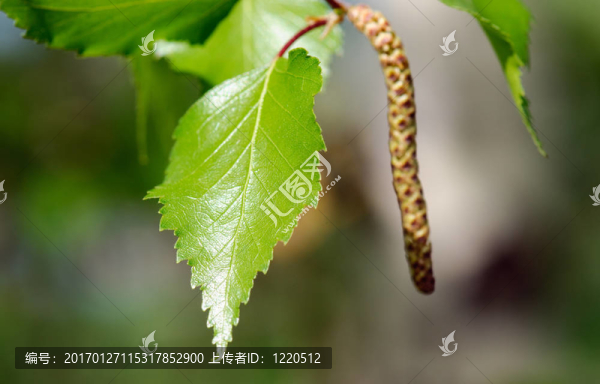 春天的樺樹(shù)枝-匯圖網(wǎng) www.fosd68.com 春天的樺樹(shù)枝