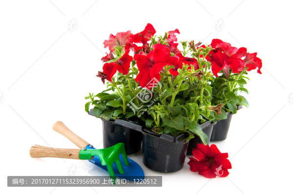紅色牽?；? title=