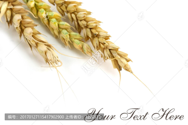 小麥的明信片