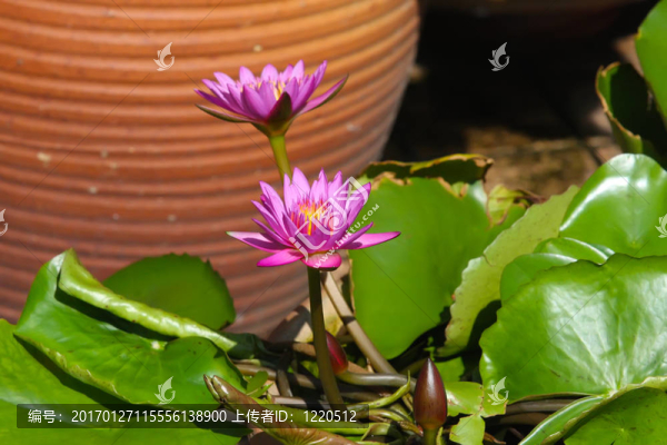 水蓮花
