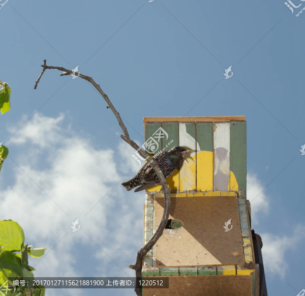 八哥