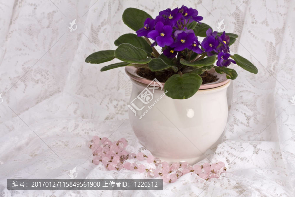 非洲紫羅蘭