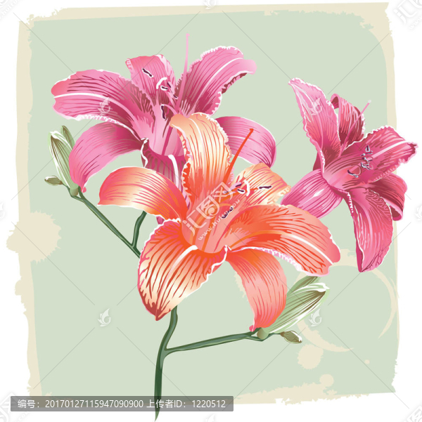 對(duì)垃圾背景Lily,Flowers