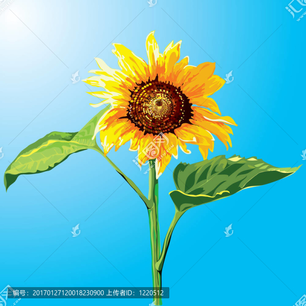 向日葵