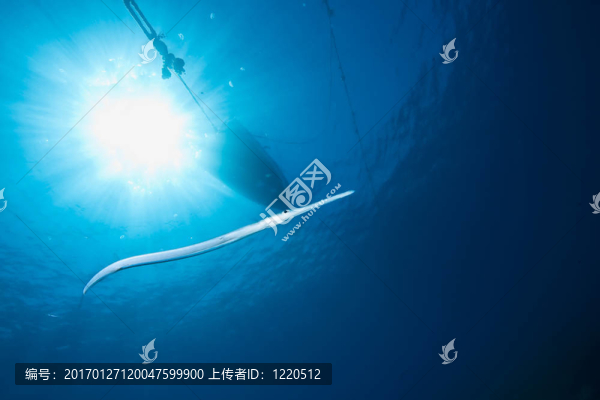 海洋；太陽和煙管魚