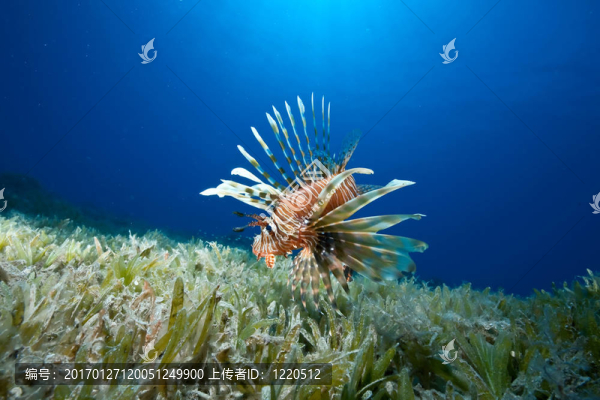 海洋；太陽和獅子魚